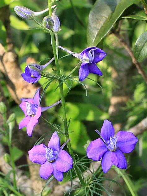 釘子花植物|千鳥草の植物図鑑（検索結果）｜みんなの趣味の園